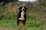 BOUVIER BERNOIS 586